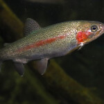 Caleta Bay farms steelhead trout in the South American Andes
